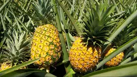 Tanaman Buah Nanas Madu dalam Pot