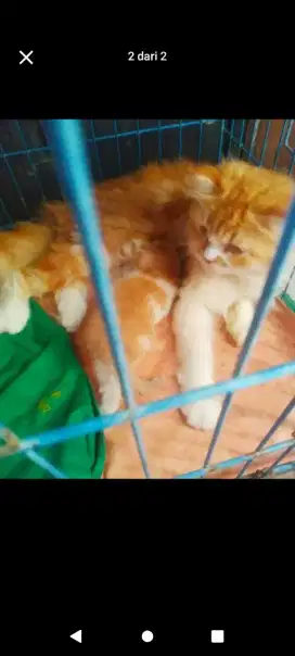 Kucing Himalaya kitten