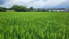 Dijual Tanah Sawah ALAM HIJAU JEMBER