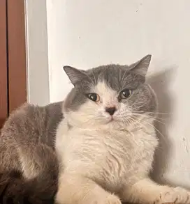 Bsh cat british shorthair blue bicolor indukan jantan betina dewasa