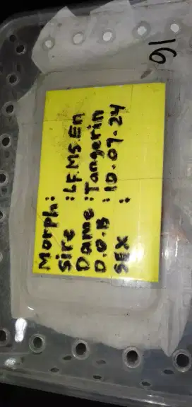 Di jual hewan reptil jenis gecko