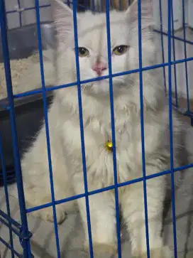 kucing persia sehat putih bersih
