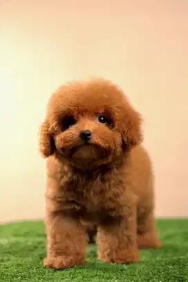 RedToyPoodle betina