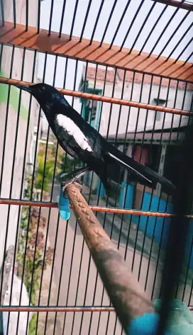 Kacer Wulung Raja Ekor Bocor/List , Bintaro ,Burja