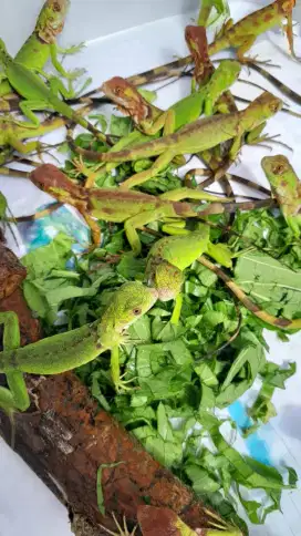 Anakan Iguana Merah