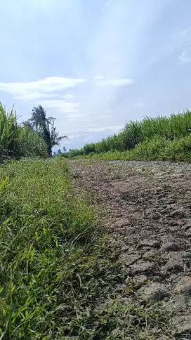 dijual pakis 5ha. lebar depan 50meter. 275ribu/meter