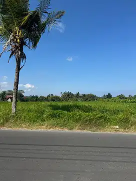 Tanah View Sawah Pinggir jln. Utam ITR Kuning di Tegenung Gianyar Bali