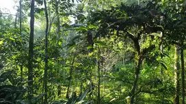 Tanah SHM Pekarangan di Pakem cocok rumah tinggal dekat FASUM