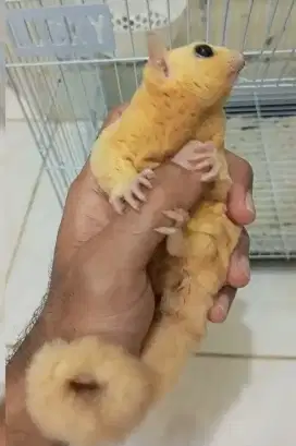 sugar glider gemoy