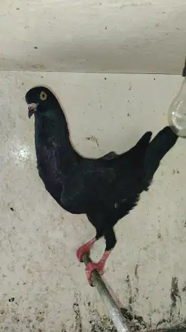 Merpati hias yok gercep