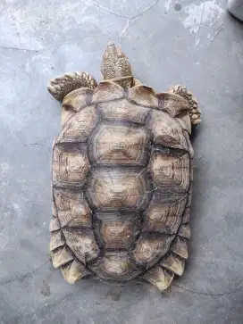 Kura SULCATA sepasang