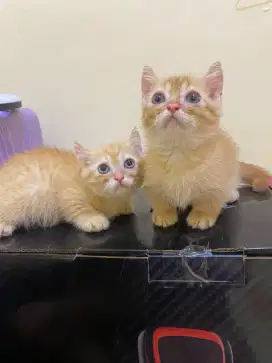 MUNCHKIN BSH KITTEN