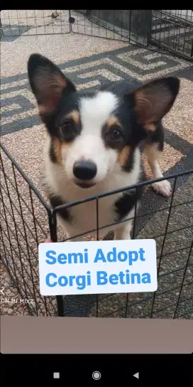 Jual 1 ekor indukan Corgi