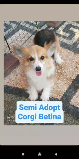 Jual indukan Corgi