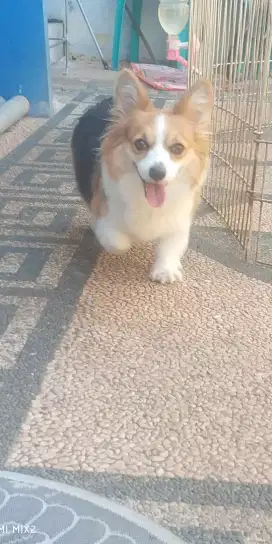 Jual indukan Corgi