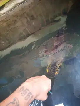 Ikan Chana maru