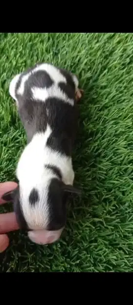Chihuahua tiny warna cakep