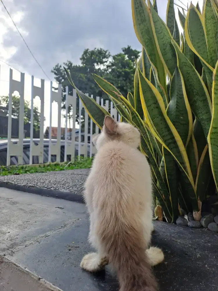 Kucing persia himalayan