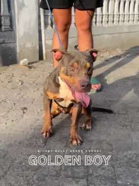 Pitbull Jantan Lilac Tan Tricolor American Pit Bull Male Langka