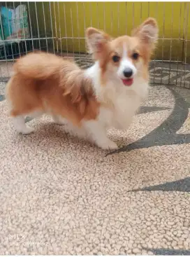 Jual Indukan Corgi Long Hair