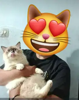 Kucing Himalaya Ragdoll