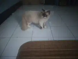 Himalaya Ragdoll Jantan MurMer