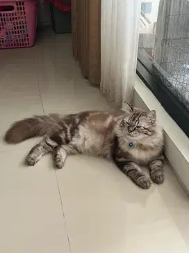 Kucing Persia Medium Jantan