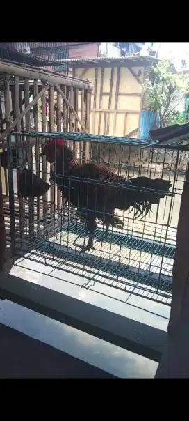 ayam ketawa tipe durasi/dursam