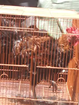 ayam ketawa bulu walik gacor tipe durasi/dursam masih muda