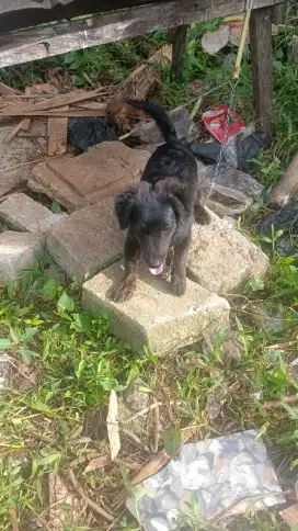 Jual anjing poodel jantan