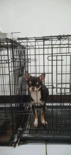 Jual Puppy Chihuahua Good Quality Good Price