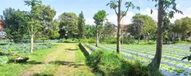 Land For Sale In Location Lembang, Bandung, Jawa Barat.