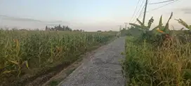 Dijual tanah view sawah jalan pantai kelecung tabanan bali