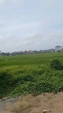 Tanah View Sawah Strategis di Renon, Boleh Ambil 200m2