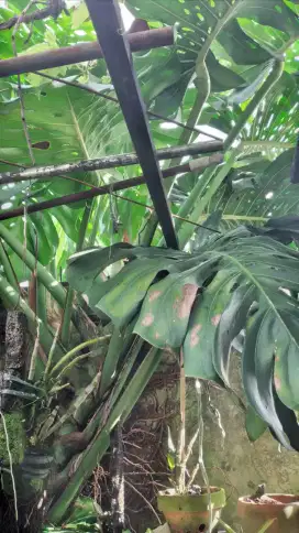 Monstera King Berdaun Rimbun