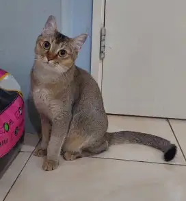 Kucing Mix british shorthair