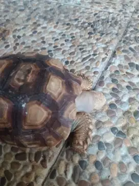 SULCATA MURAH BESAR 50cm-an