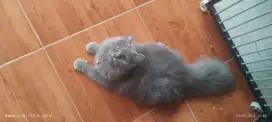 Kucing persia betina 8 bulan