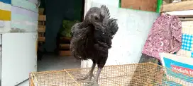 Ayam cemani lidah hitam