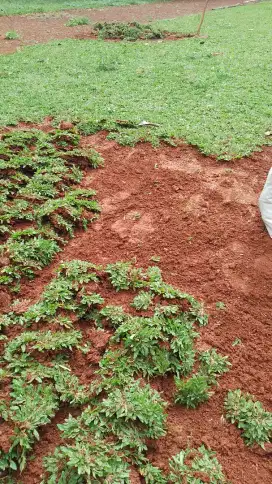 rumput gajah mini