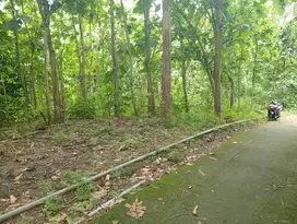 Tanah Pekarangan 3313m2 View jogja  Banjararum Kalibawang Kulon Progo