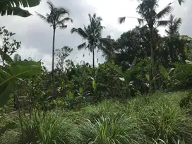 Tanah Tepi Sungai Luas 243 Ha Di Kerta Payangan Gianyar Bali