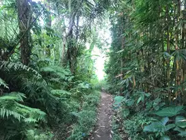 dijual tanah komersil los sungai payangan ubud