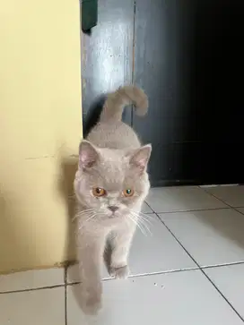 British Shorthair Non-PED - Lilac, Chocolate, Blue, Silver Tabby