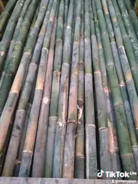 Bambu stgr panjang 6mtr