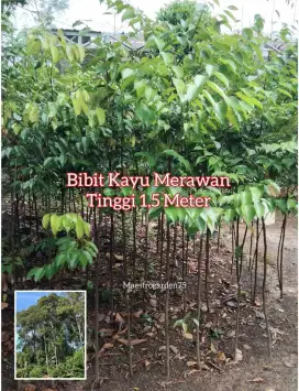 Merawan Bibit Pohon Tinggi 1,5 Meter