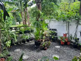 Disewakan Rumah Di Taman Yasmin Bogor