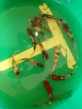 Ikan koi Budo Goromo 16-17cm Blitar