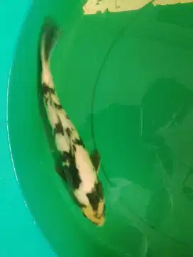 Ikan koi jenis Shiro Doitsu 32cm antik