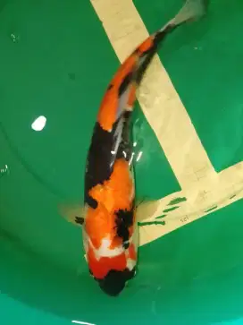 Ikan koi jenis Showa import sertifikat Suda 41cm
